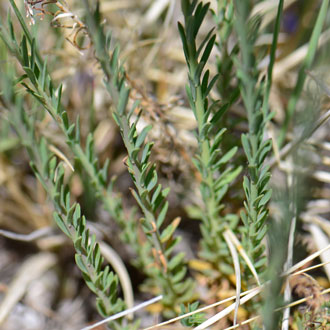 Linum lewisii, Lewis Flax